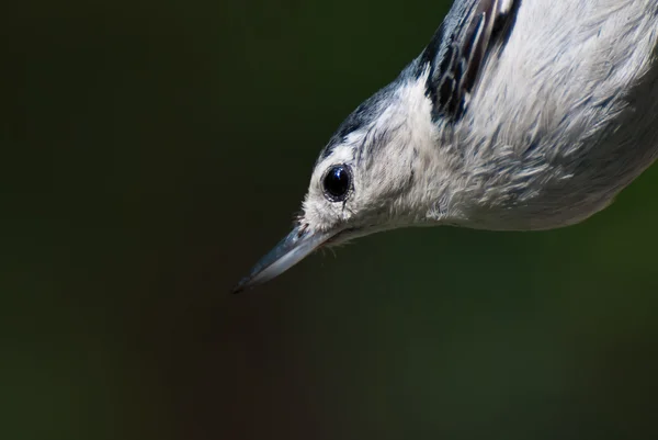 Vitbröstad nötväcka nära profil — Stockfoto