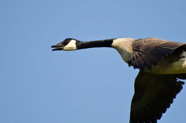 Ganso de Canadá volando en un cielo azul — Foto de Stock