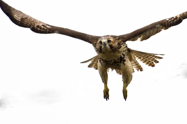 Falco coda rossa immaturo su sfondo bianco — Foto Stock