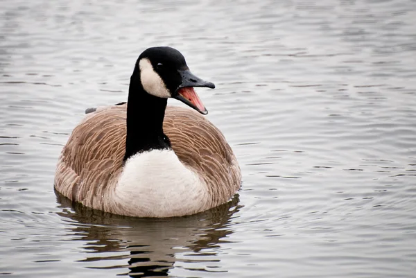 Canada goose volání na vodě — Stock fotografie