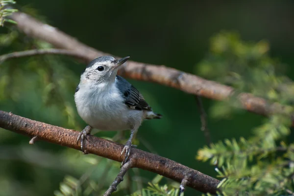 Bir ağaca tünemiş Ak göğüslü sıvacı kuşu — Stok fotoğraf