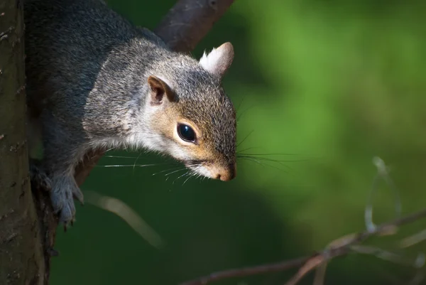 Zbliżenie wiewiórka w drzewo — Zdjęcie stockowe