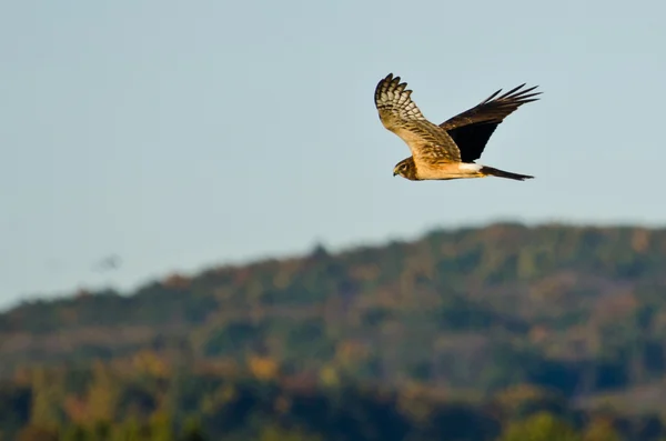 Rohrweihe fliegt in den Herbsthimmel — Stockfoto