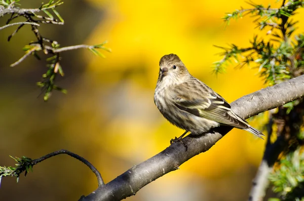 Borovice siskin posazený na podzim — Stock fotografie