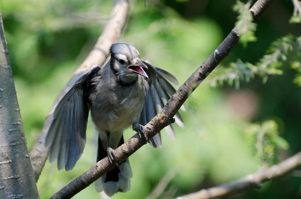 Genç blue jay beslenmeleri yalvarıyor — Stok fotoğraf