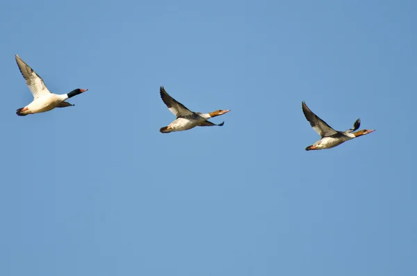 Gemeenschappelijk mergansers vliegen in een blauwe hemel — Stockfoto