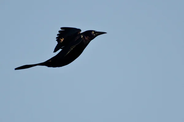 Uçuş ortak grackle — Stok fotoğraf