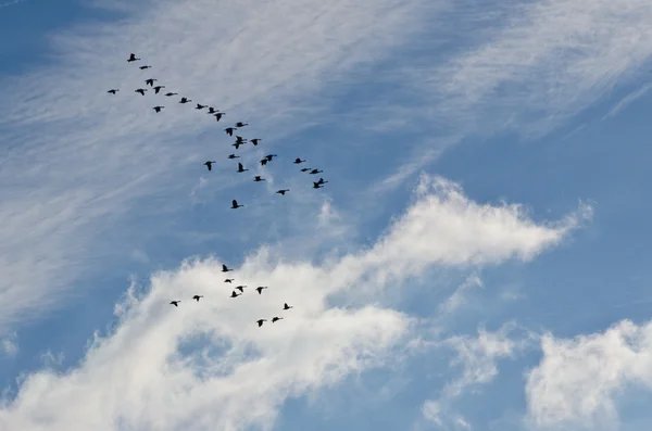 Силуэт гусей, летающих в прекрасном небе — стоковое фото