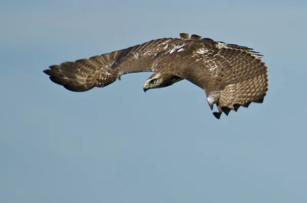 Omogna red tailed hawk på jakt — Stockfoto