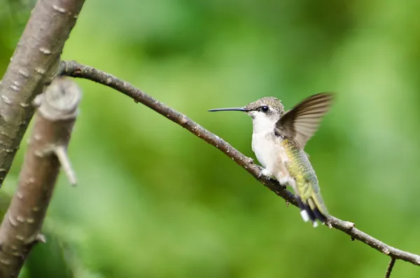 Ruby - throated hummingbird wznosi się w drzewo — Zdjęcie stockowe