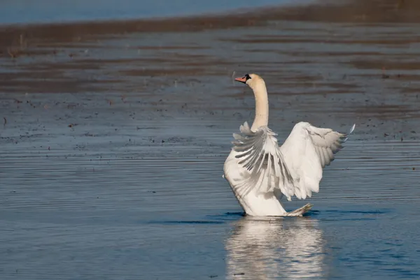 Bianco cigno orgogliosamente stiramento ali — Foto Stock