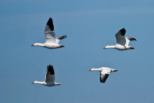 Snow Geese Flying Across Blue Sky