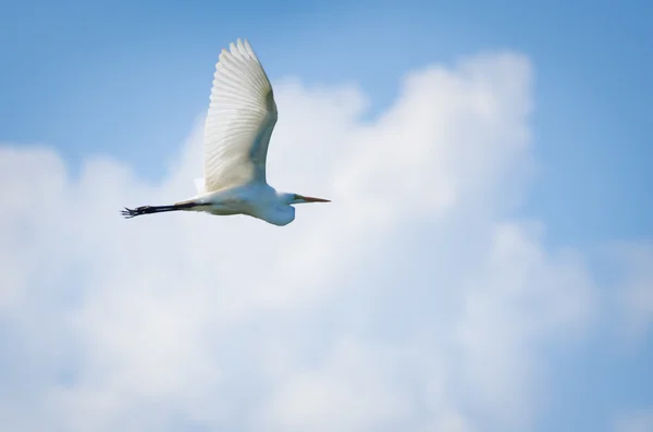Great Egret in Flight — Stock Photo, Image