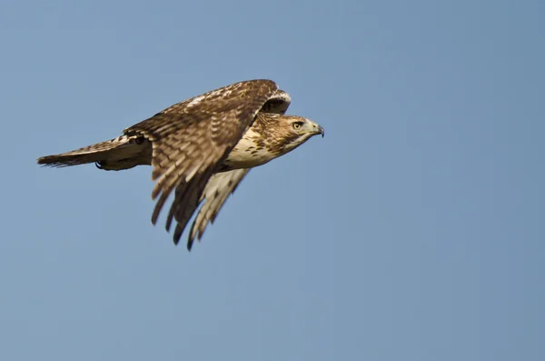 Omogna röd - tailed hök flyger i blå himmel — Stockfoto