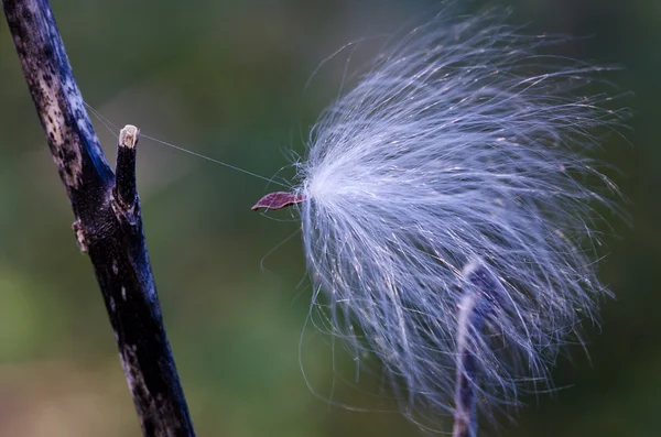 Hanging On by a Thread — Stock Photo, Image