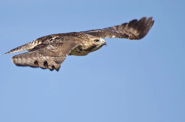 Falco dalla coda rossa immaturo che vola in cielo blu — Foto Stock