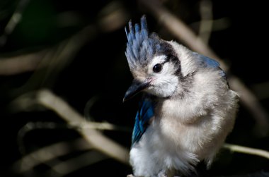 mavi alakarga yakın çekim