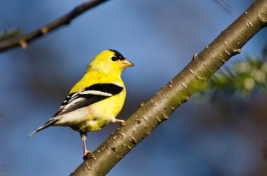 bir ağaca tünemiş erkek Amerikan sakası