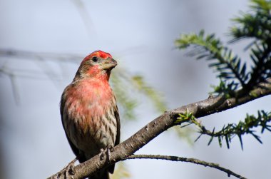 Finch Erkek Evi Bir şubeye tünemiş