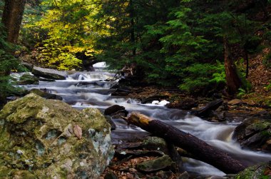 sonbahar ormanın derinliklerinde çağlayan