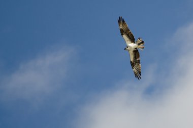 Osprey uçuş mavi gök