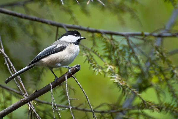 Svart-capped chickadee uppflugen i ett träd — Stockfoto