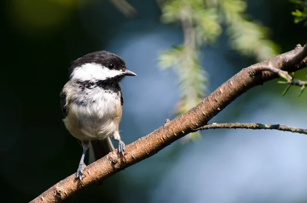 Black-Capped Chickadee Perched in a Tree — Stock Photo, Image