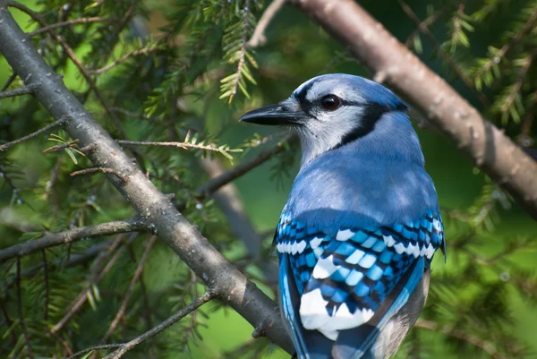 Jay azul encaramado en un árbol —  Fotos de Stock