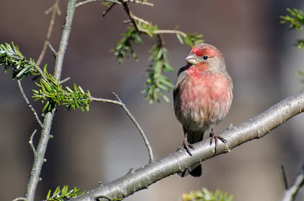 Masculino casa Finch empoleirado em um ramo — Fotografia de Stock