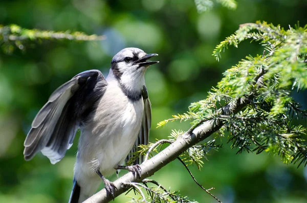 Genç blue jay beslenmeleri için çağrı — Stok fotoğraf