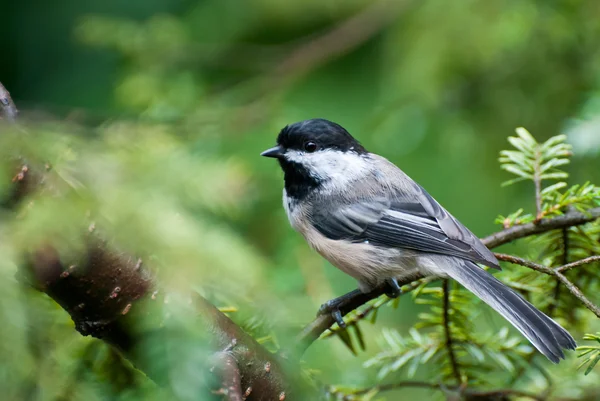 Chickadee uppflugen i ett träd — Stockfoto