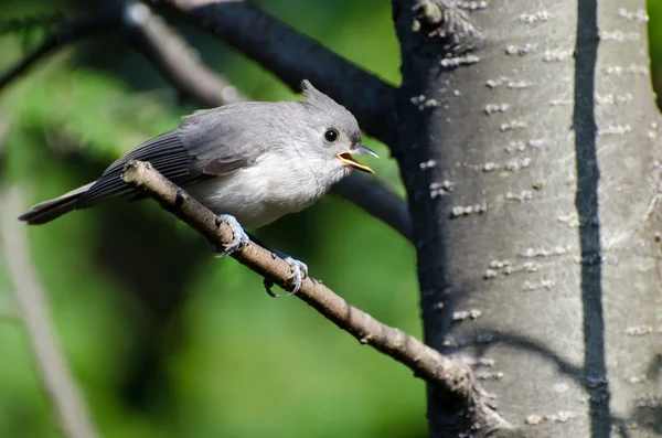 Junge Büschelmeise singt in einem Baum — Stockfoto