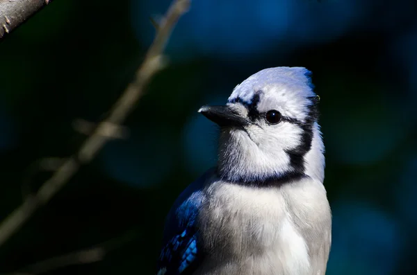 Profile of a Blue Jay Against a Dark Blue Background — Stock Photo, Image