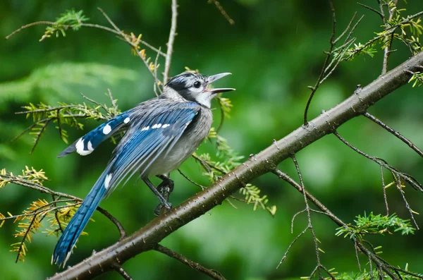 Chamando Blue Jay na chuva — Fotografia de Stock