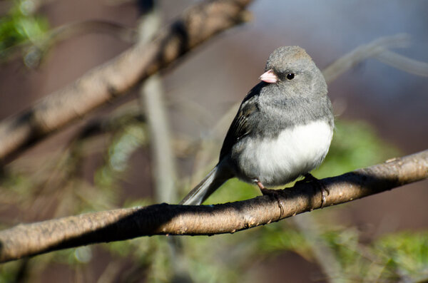 Dark Eyed Junco Perched in a Tree