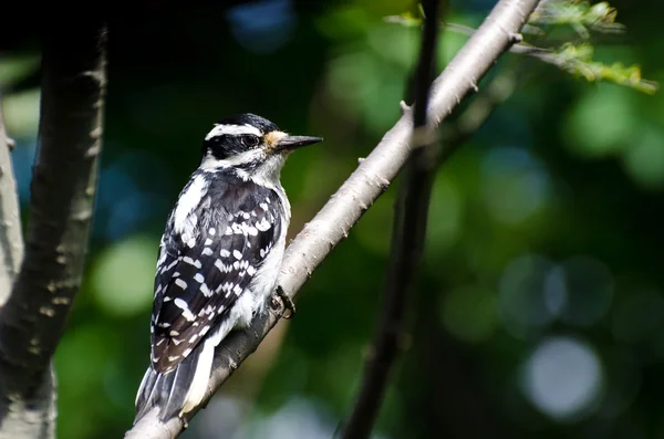 Hairy Woodpecker Perched in a Tree — Stock Photo, Image