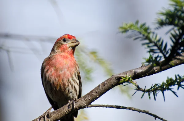 Casa masculina Finch Encaramado en una rama —  Fotos de Stock