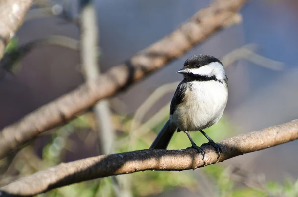 Black-Capped Chickadee Perched on a Branch — Stock Photo, Image