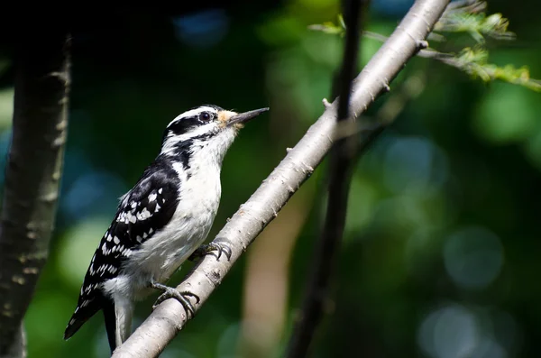 Pájaro carpintero peludo encaramado en un árbol —  Fotos de Stock