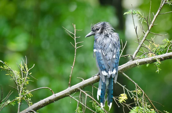 Azul molhado Jay na chuva — Fotografia de Stock