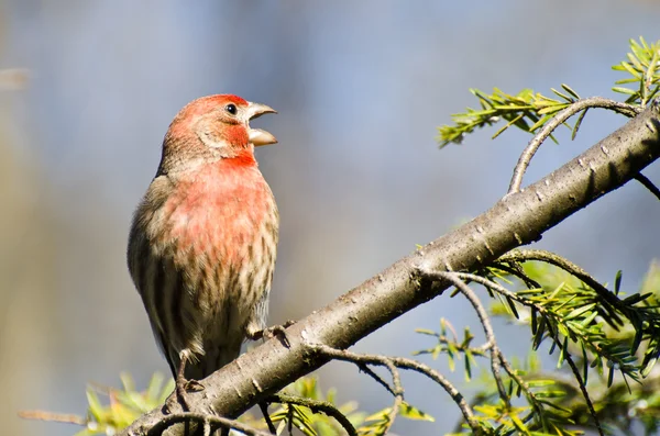 Masculino casa Finch empoleirado em um ramo — Fotografia de Stock