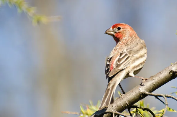 Casa masculina Finch Encaramado en una rama — Foto de Stock