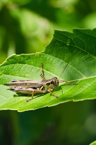 Grasshopper encaramado en la hoja verde —  Fotos de Stock