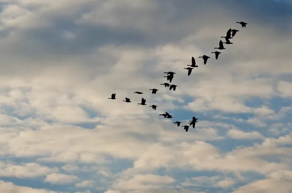 Silhouette Gänse fliegen in einem schönen Himmel — Stockfoto