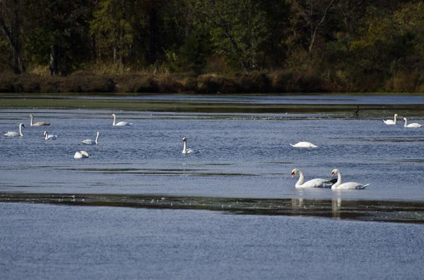 Cisnes mudos Descansando en el pantano —  Fotos de Stock