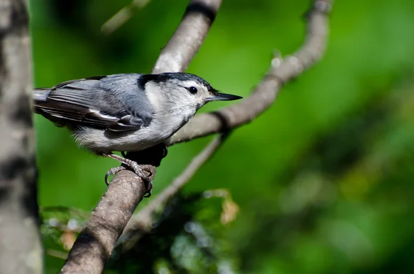 White-Breasted Nuthatch Perched in a Tree — Stock Photo, Image