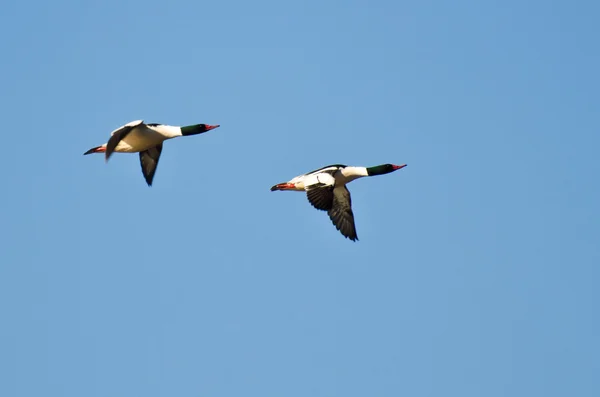 Gemeenschappelijk mergansers vliegen in een blauwe hemel — Stockfoto