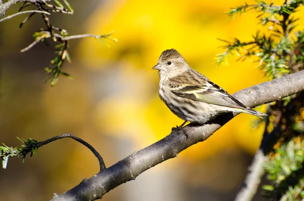 Pine Siskin Perched in Autumn — Stock Photo, Image