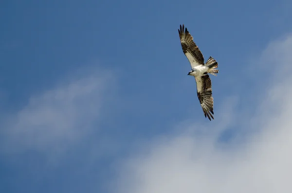 Osprey em voo em um céu azul — Fotografia de Stock