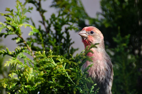 Masculino casa Finch empoleirado em um ramo — Fotografia de Stock